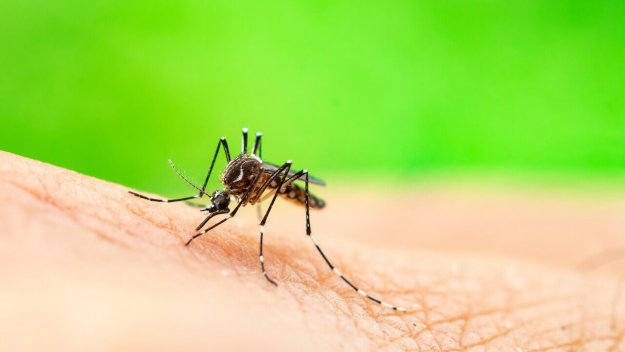 Stechmücken dienten als exemplarische Vorlage zur Entwicklung der Baunscheidt-Therapie